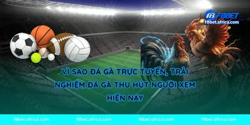 Vì sao đá gà trực tuyến, trải nghiệm đá gà thu hút người xem hiện nay